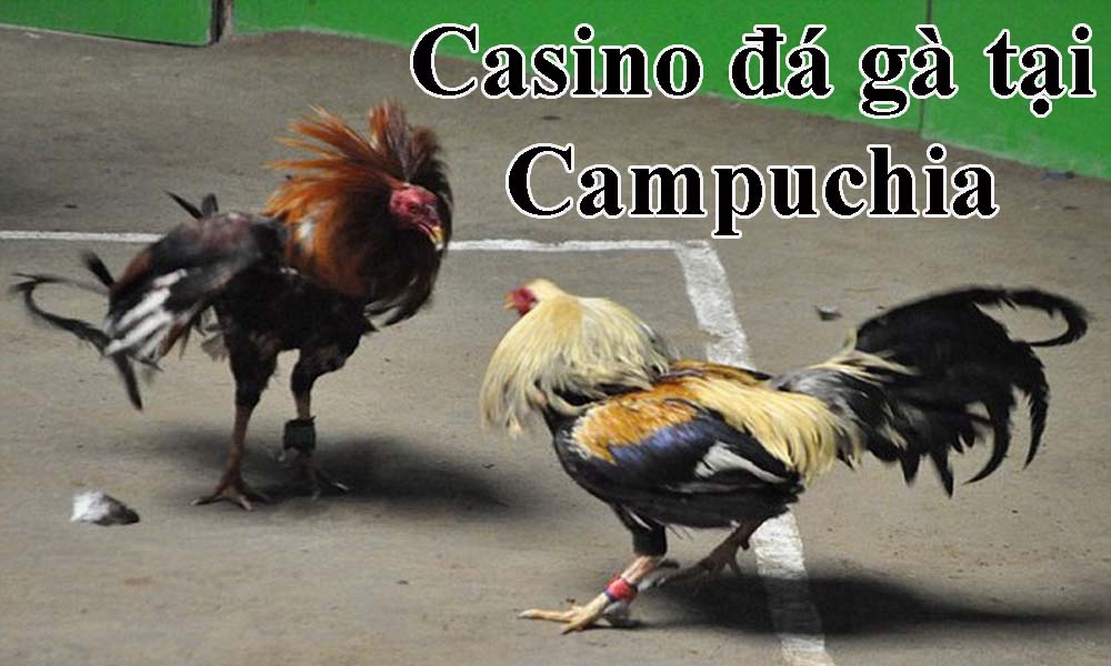 Casino đá gà tại Campuchia
